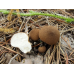 Мицелий Дождевика умбрового / Дождевик коричневый (Lycoperdon umbrinum)
